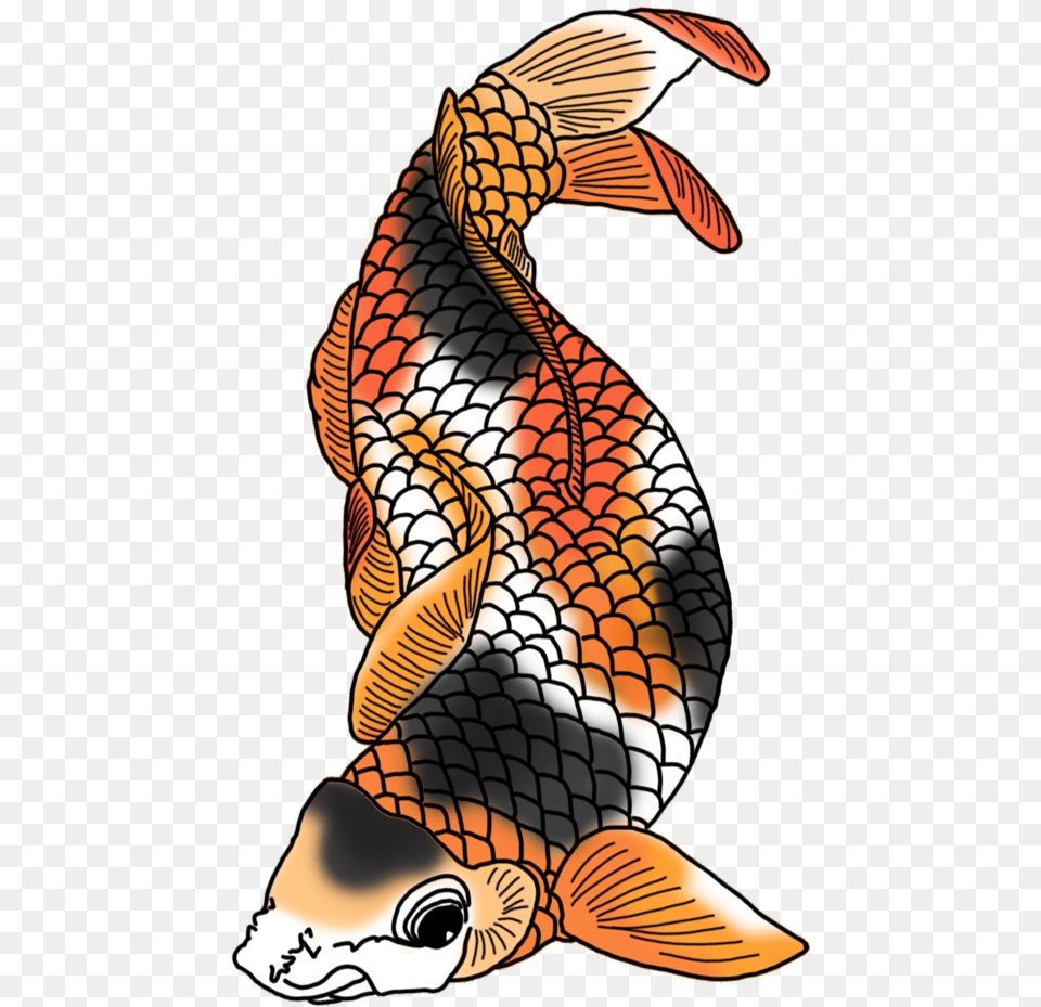 Drawing Japanese Colored Koi Fish Black Red Orange, Animal, Carp, Sea Life, Adult Free Png Download