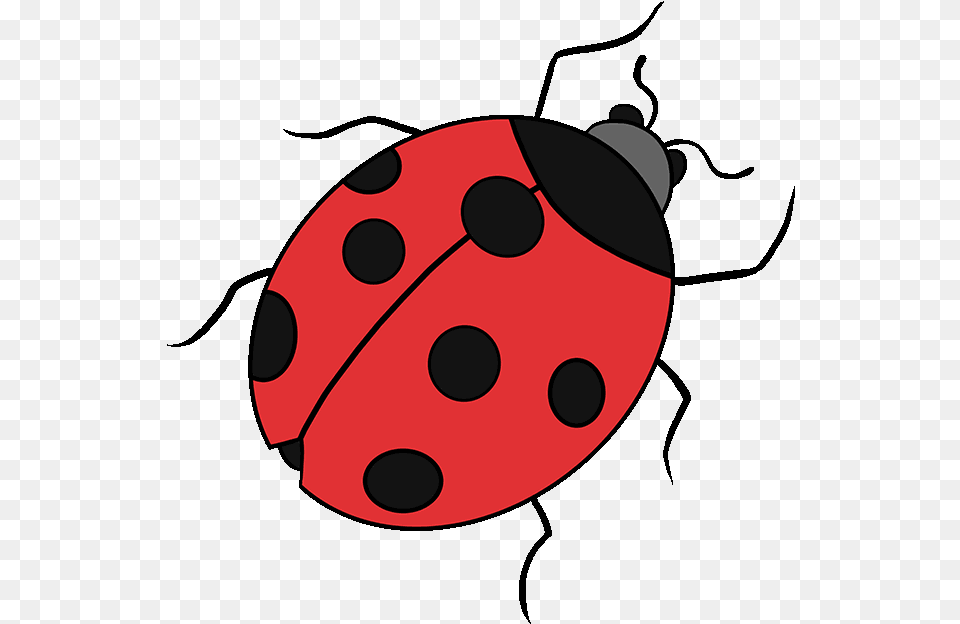 Drawing Ladybird Beetle Image Tutorial Clip Art Free Png