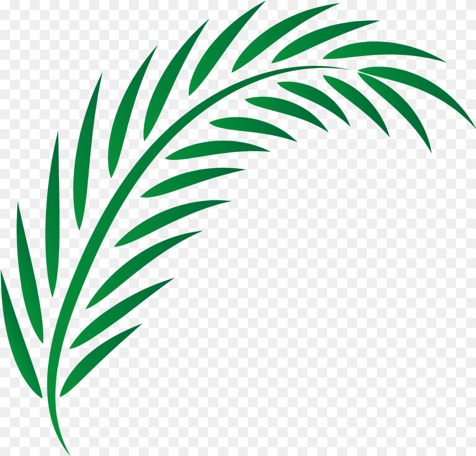 Drawing Leaves Transprent Vector Palm Leaf, Green, Pattern, Plant, Tree Free Png