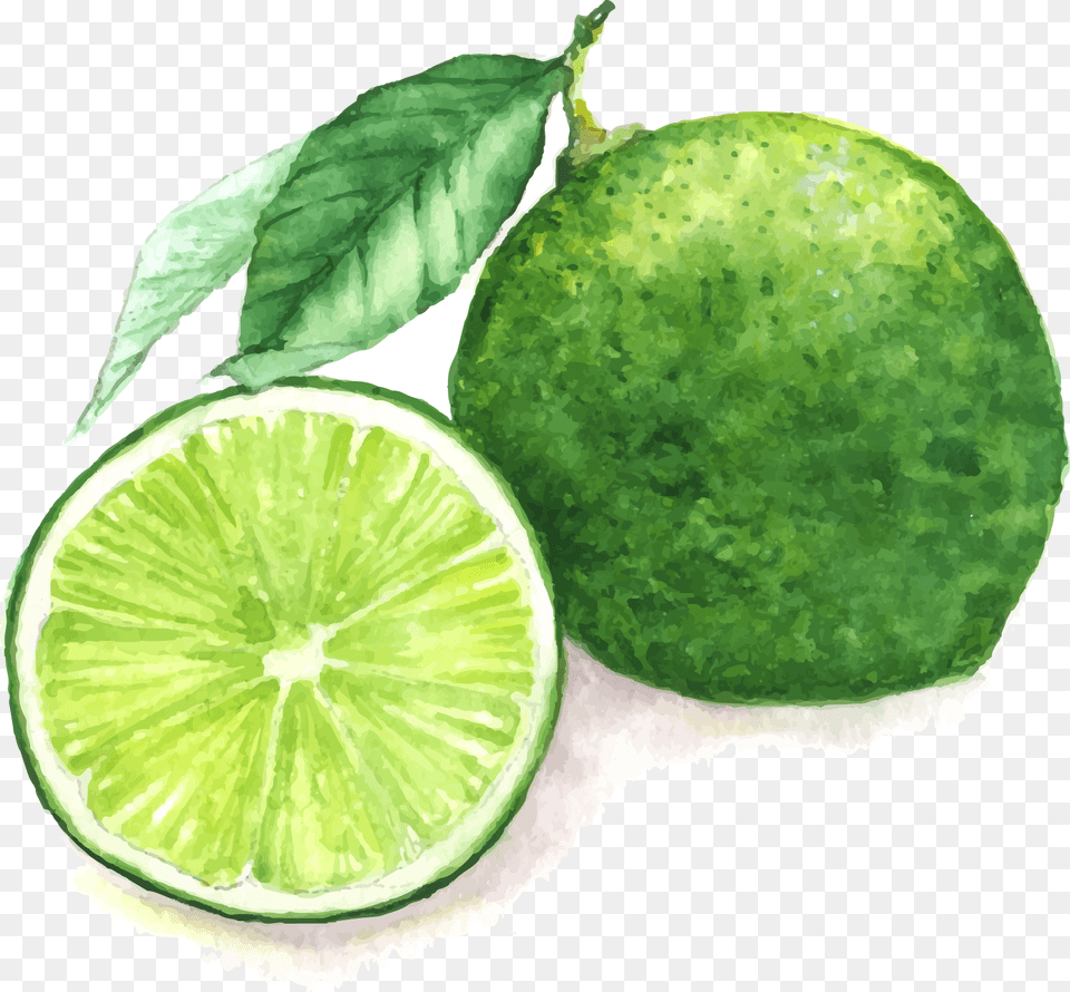 Drawing Lemon Sweet Lime, Citrus Fruit, Food, Fruit, Plant Png