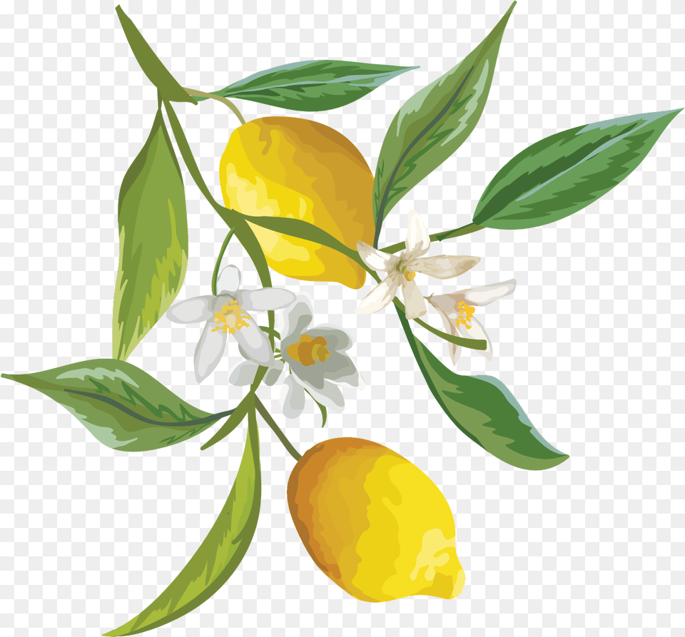 Drawing Lemons Citrus U0026 Clipart Watercolor Lemon Branch, Citrus Fruit, Food, Fruit, Plant Png