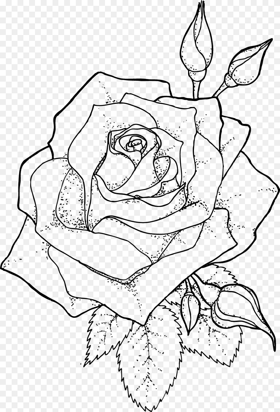 Drawing Line Art Coloring Book Roses Outline, Gray Free Png