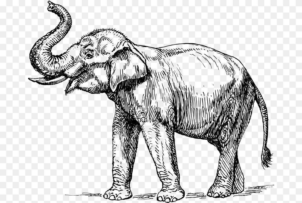Drawing Line Elephant Huge Black And White Elephant, Gray Free Png
