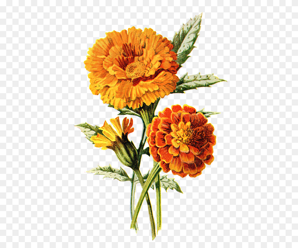 Drawing Marigold Flower, Anther, Dahlia, Plant, Daisy Png