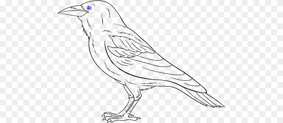 Drawing Marker Bird Drawing Raven Png Image