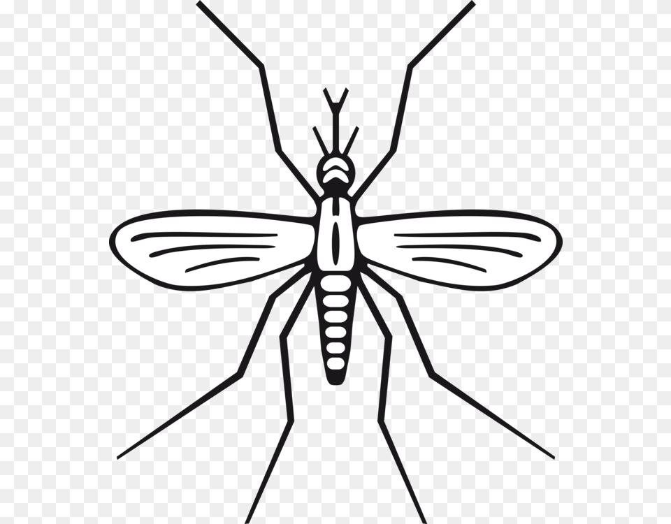 Drawing Marsh Mosquitoes Computer Icons Download Fly, Animal, Insect, Invertebrate, Mosquito Png