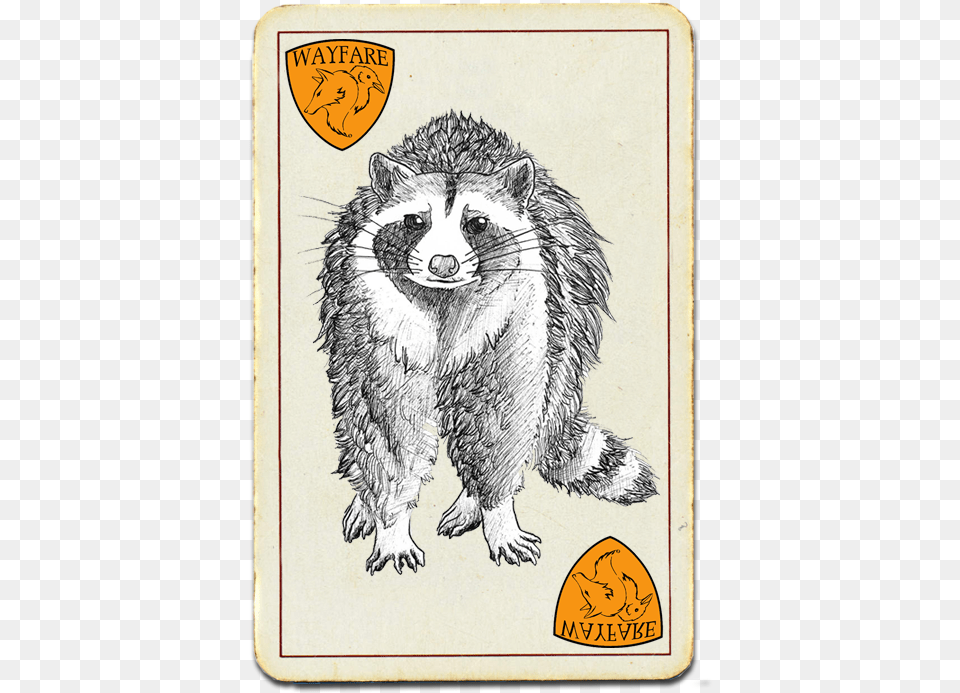Drawing Of A Racoon Hog Nosed Skunk, Animal, Bird, Mammal Free Png