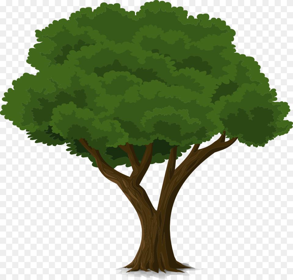 Drawing Of A Tall Tree With Deep Foliage Free, Plant, Oak, Sycamore, Tree Trunk Png Image