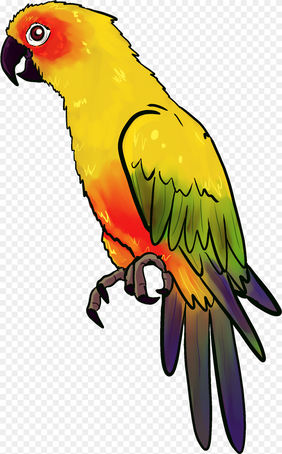 Drawing Of An Yellow Parrot Image Parrot Drawing, Animal, Bird, Person Png