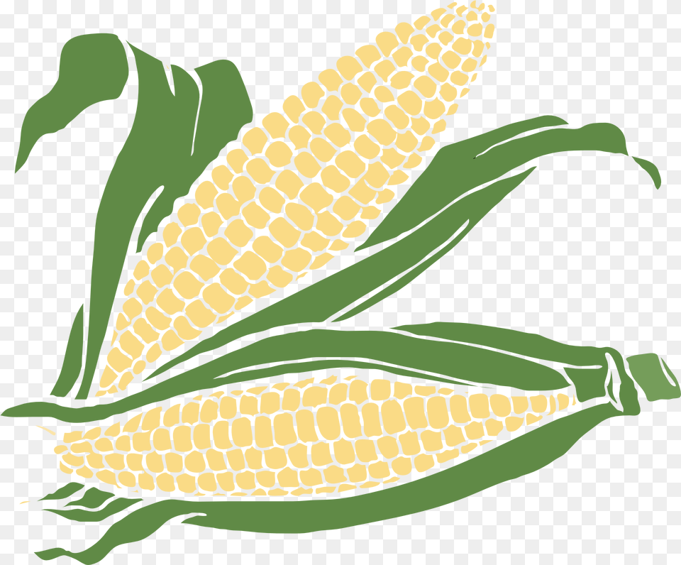 Drawing Of Corn Cobs With Leaves Free Transparent Background Corn Clipart, Food, Grain, Plant, Produce Png