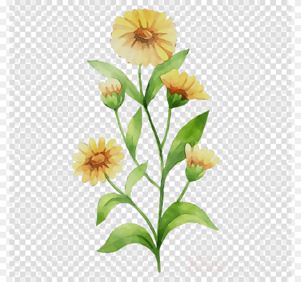 Drawing Of Fish In Aquarium, Daisy, Flower, Pattern, Petal Free Transparent Png