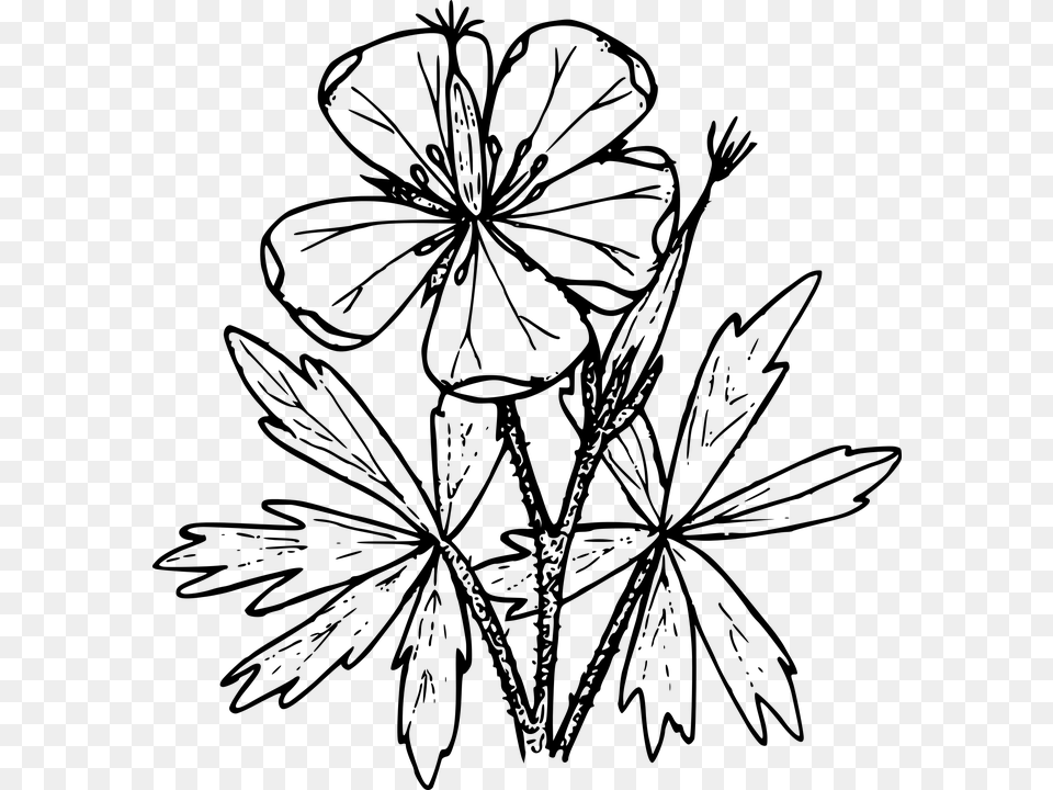 Drawing Of Geraniums Transparent, Gray Png