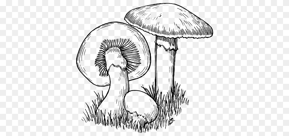 Drawing Of Mushrooms, Art, Agaric, Fungus, Mushroom Free Png