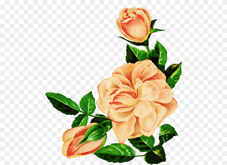 Drawing Of Pink Roses Flower Rose Drawing, Plant, Petal Png