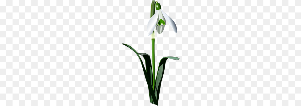 Drawing Of Realistic Snowdrop Flower, Plant, Amaryllidaceae, Daffodil Png