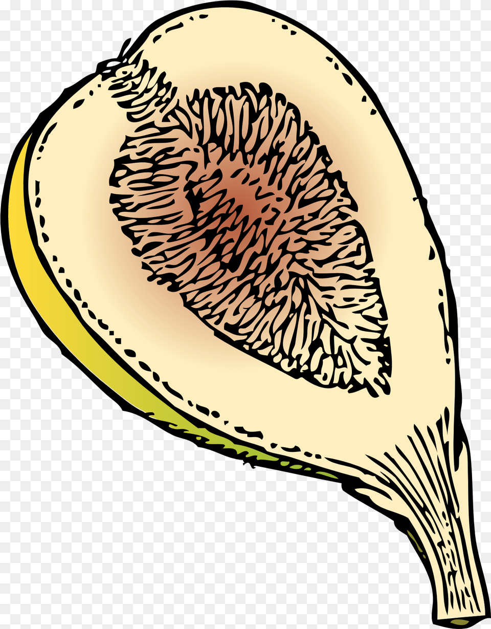 Drawing Of Ripe Sweet Fig Fruit Fig Clip Art, Food, Plant, Produce Free Png