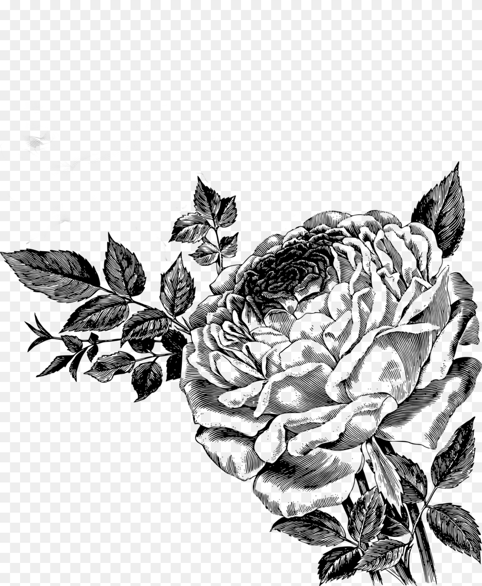 Drawing Of Roses Vector Clipart Black Rose Vector, Gray Png