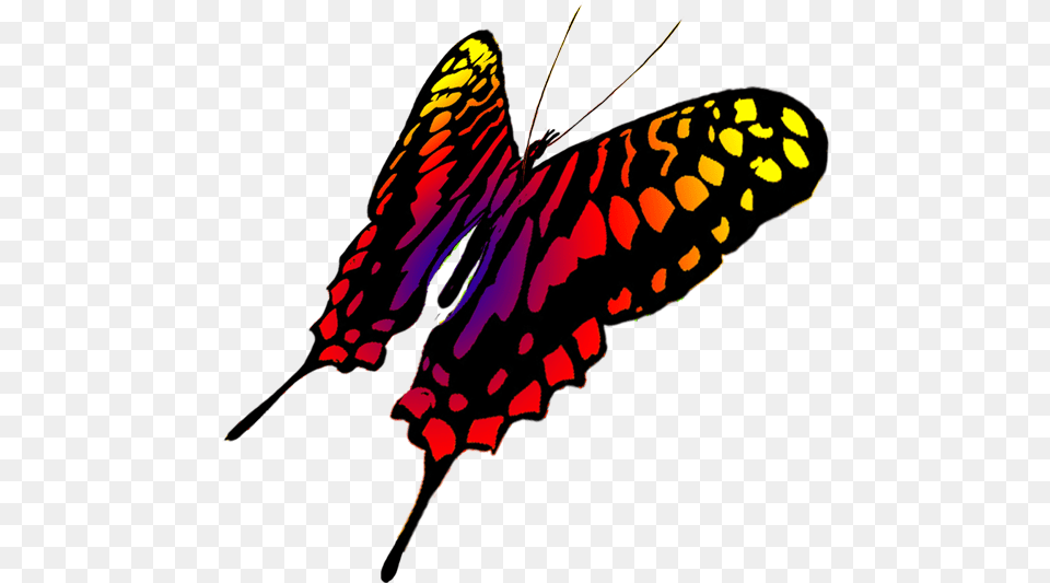 Drawing Of Swallowtail Butterfly Butterfly, Animal, Insect, Invertebrate, Plant Free Transparent Png