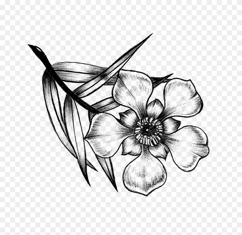 Drawing Of The Manuka Flower, Gray Free Transparent Png