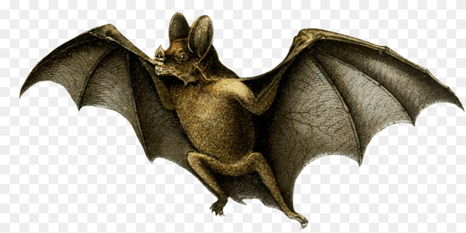 Drawing Of Vampire Bat Vampire Bat White Background, Animal, Mammal, Wildlife Png Image
