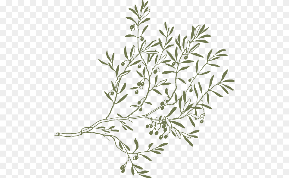 Drawing Olive Tree Branches, Art, Graphics, Herbal, Herbs Free Png Download