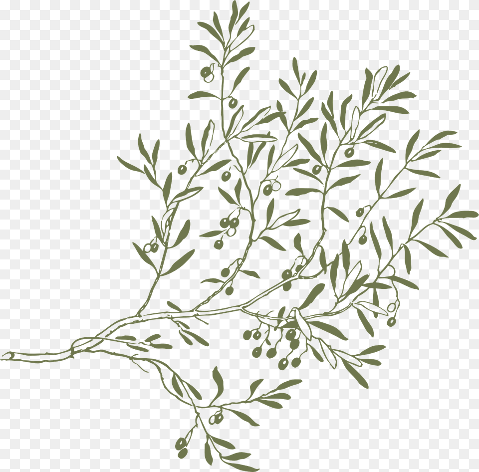 Drawing Olive Tree Branches, Art, Graphics, Herbal, Herbs Png