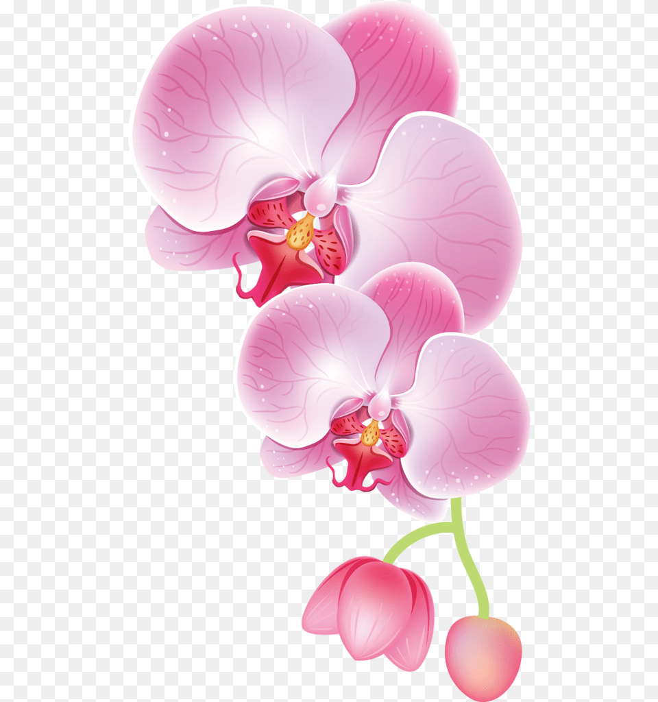Drawing Orchid Orchid Clipart, Flower, Plant, Petal Free Png