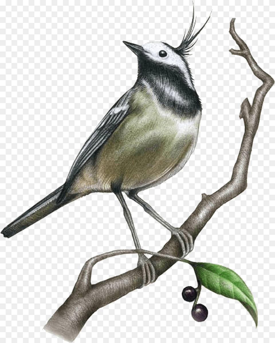 Drawing Painting Bird Illustration Realistic Sketch Drawings Of Birds, Animal, Art, Beak, Finch Free Png Download