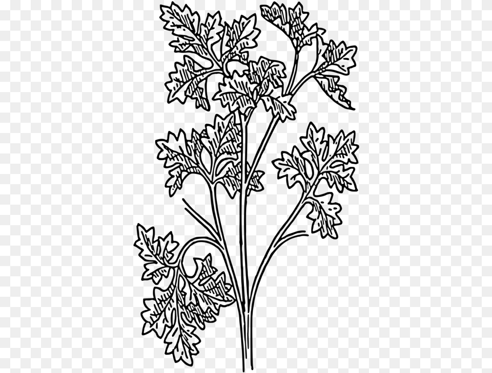 Drawing Parsley Herb Coriander Plants Botanical Parsley Line Drawing, Gray Free Transparent Png