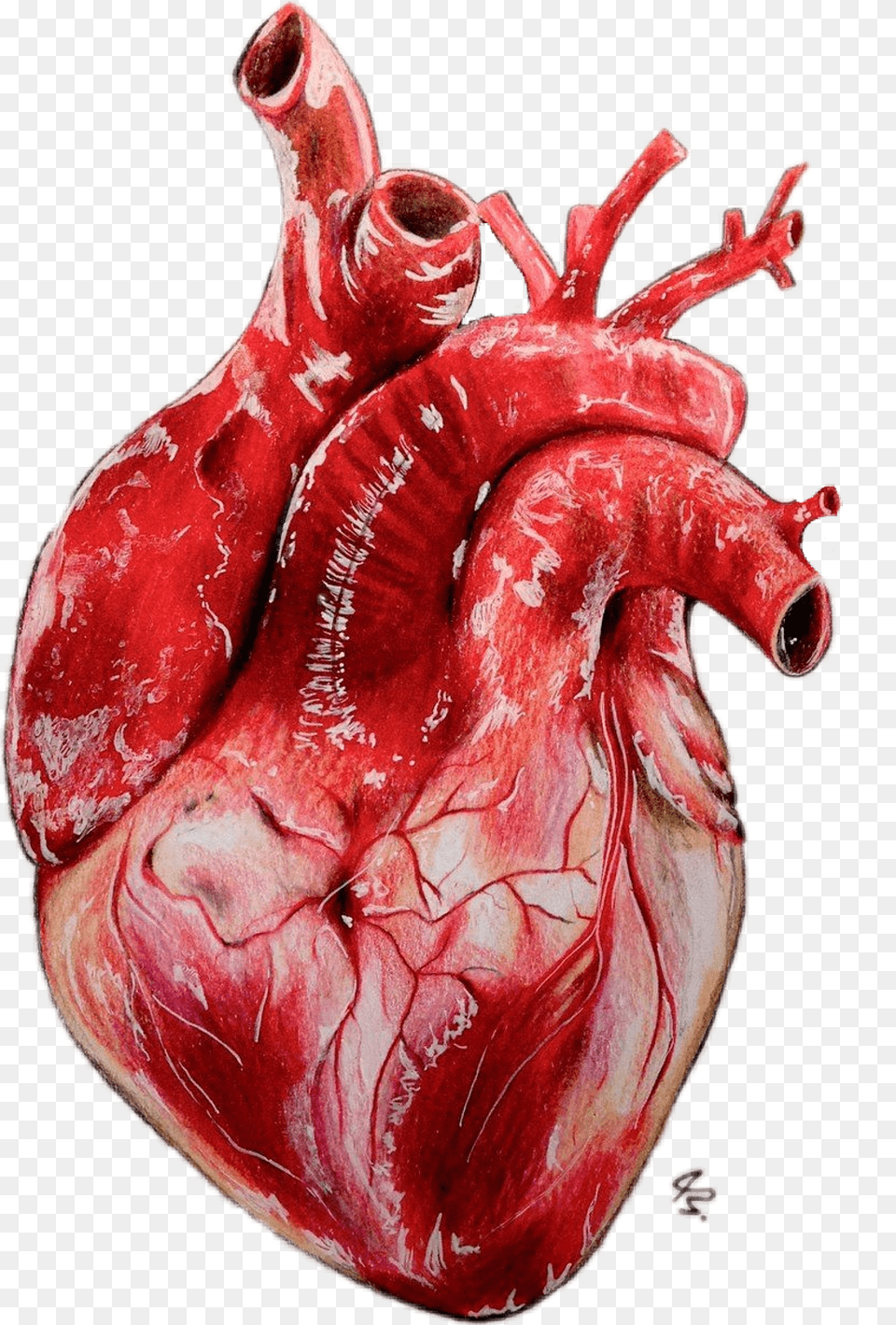 Drawing Realistic Heart Realistic Heart Drawing, Food, Meat, Mutton Png Image