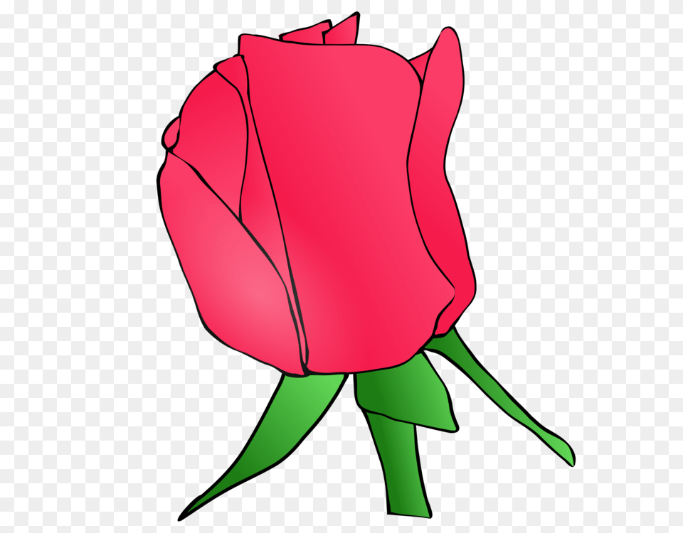 Drawing Rose Document, Flower, Plant, Adult, Female Free Png Download