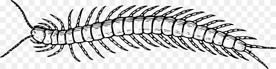 Drawing Sasuke Sketch Centipede Black And White, Gray Free Transparent Png