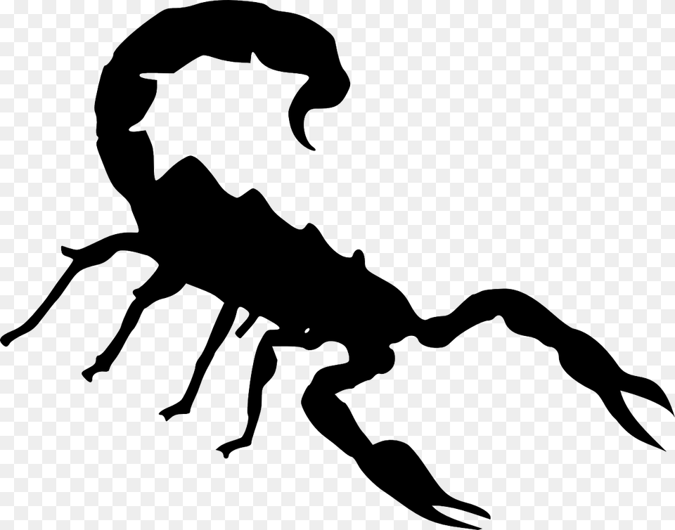 Drawing Scorpion Scorpio Scorpioni Clipart, Stencil, Animal, Invertebrate, Kangaroo Png