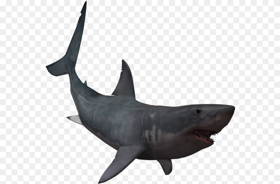 Drawing Shark Real Svg Library Download Real Shark Transparent, Animal, Fish, Sea Life, Great White Shark Png Image