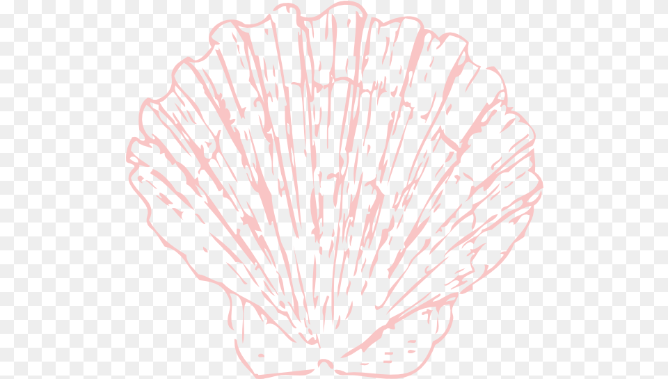 Drawing Shell Clip Art Clipart Seashell Transparent, Animal, Clam, Food, Invertebrate Free Png