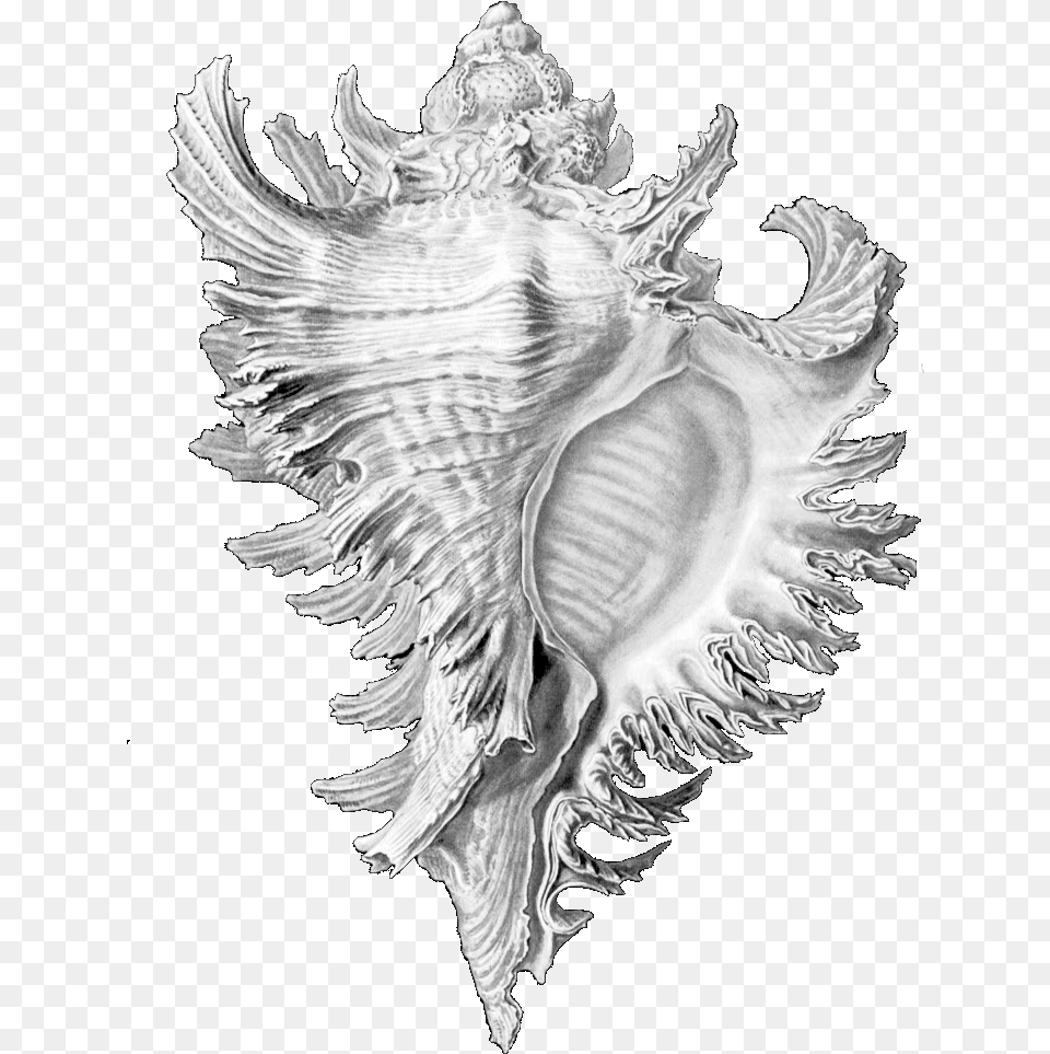 Drawing Shell Conch Ernst Haeckel Shell Drawings, Invertebrate, Animal, Seashell, Sea Life Free Png