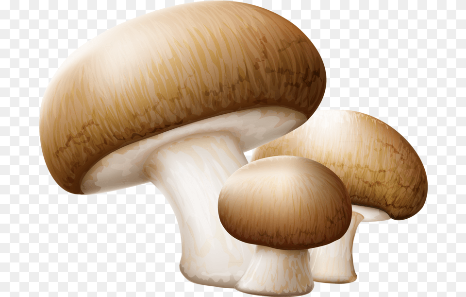 Drawing Shrooms Shiitake Mushroom Transparent Background Mushroom Clip Art, Fungus, Plant, Agaric, Amanita Png