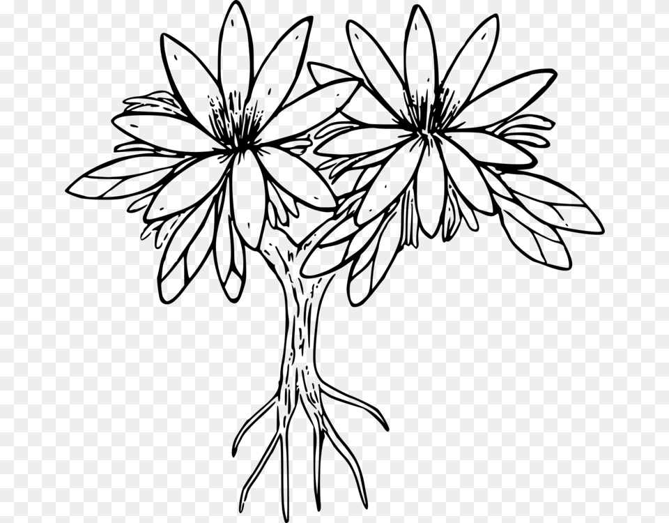 Drawing Siskiyou Lewisia Floral Design Black And White, Gray Free Png