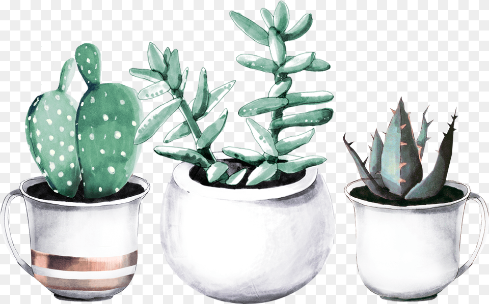 Drawing Succulent Transparent Transparent Watercolor Succulent Plants, Plant, Potted Plant, Pottery, Jar Png