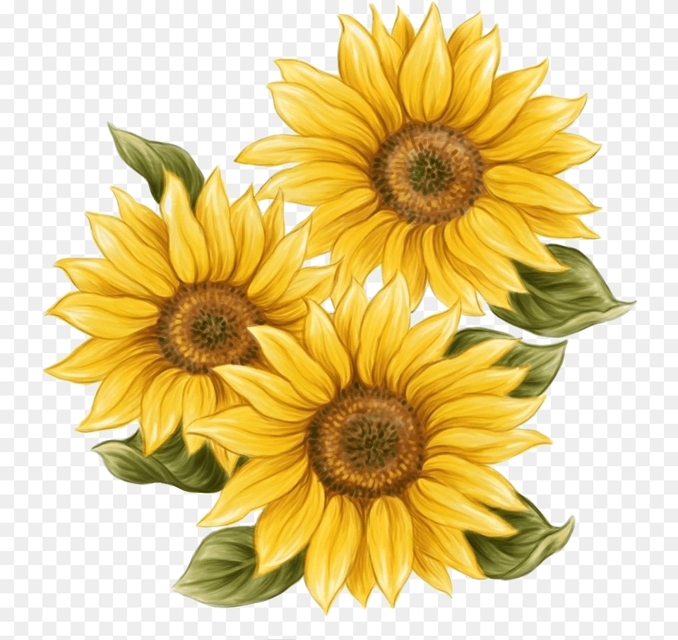 Drawing Sunflowers Vintage Transparent Aesthetic Sunflower Drawing, Flower, Plant Free Png