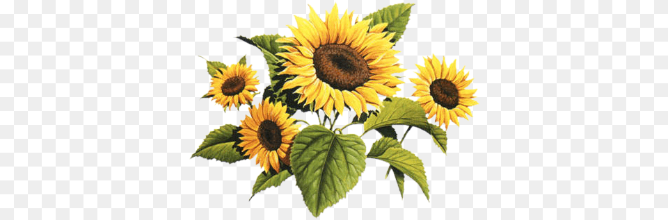 Drawing Sunflowers Watercolour Transparent U0026 Clipart Vintage Sunflower Drawing, Flower, Plant Free Png