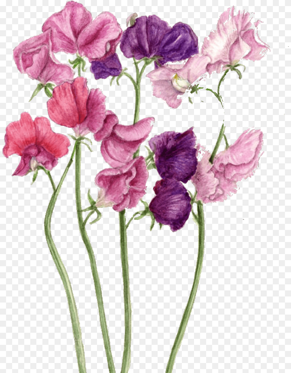 Drawing Sweet Pea Sweet Pea Drawing, Flower, Petal, Plant, Carnation Png Image
