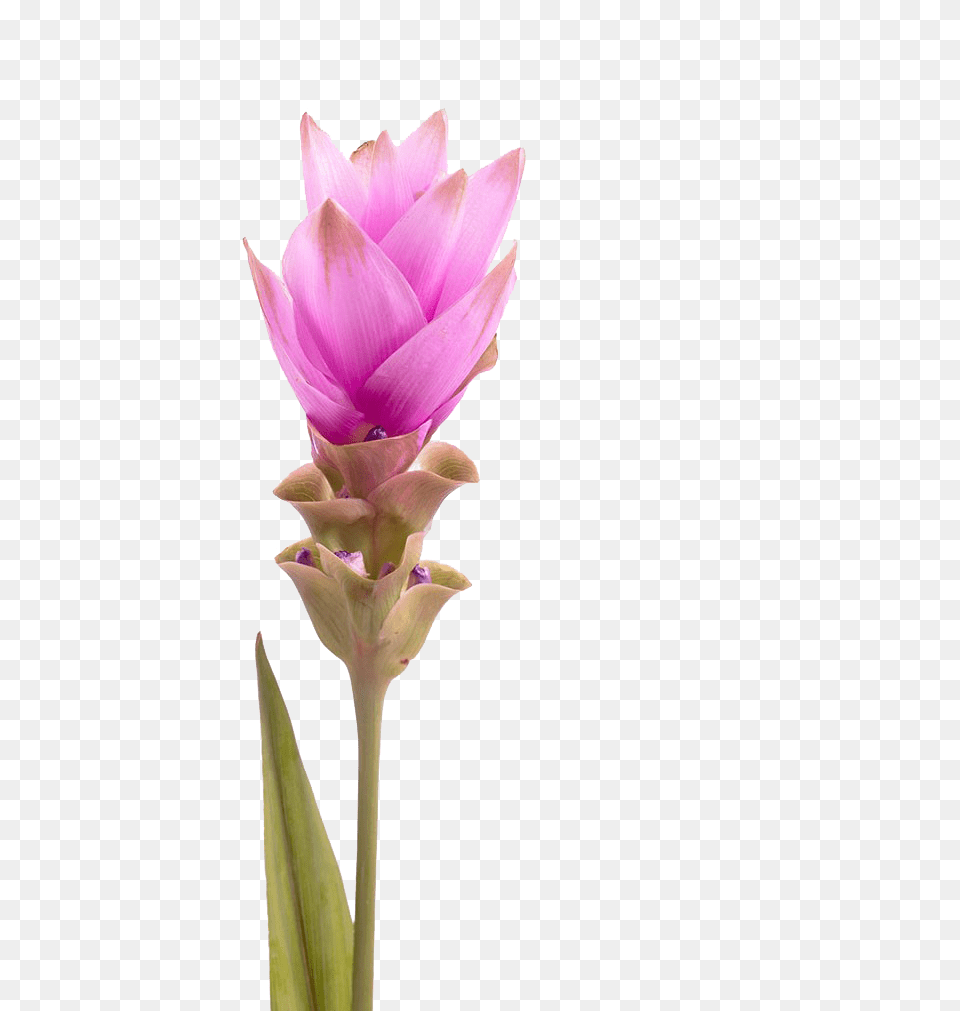 Drawing Tulips Tulip Petal Siam Tulip, Bud, Flower, Plant, Sprout Free Png