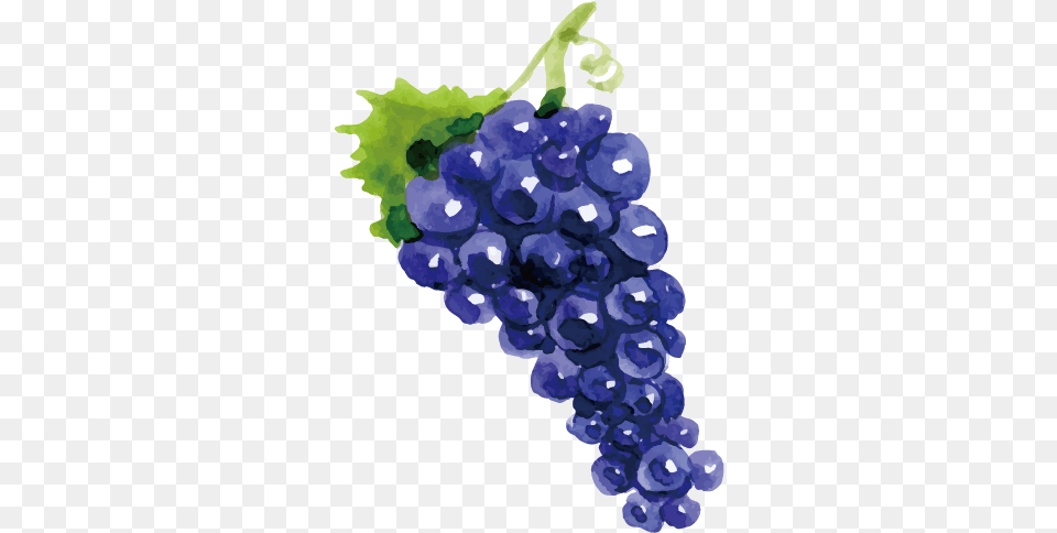 Drawing Vector Grapes Grape Amp Grape Clip Grapes Drawing, Food, Fruit, Plant, Produce Png Image