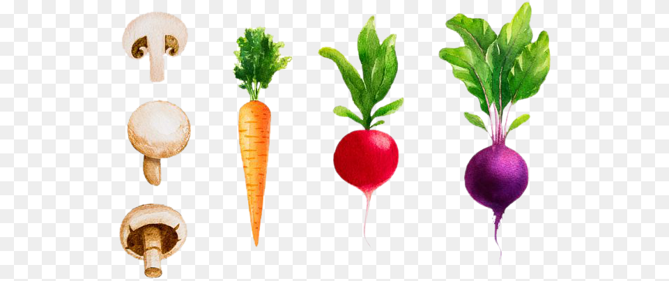 Drawing Vegetable Turnip Watercolor Vegetables, Food, Fungus, Plant, Produce Free Png