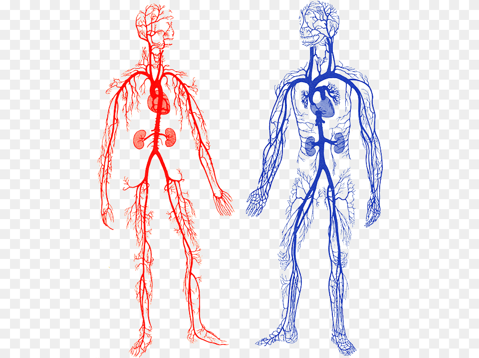 Drawing Veins Arm Transparent Arteries And Veins Gif, Adult, Bride, Female, Person Free Png Download