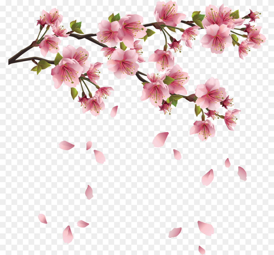 Drawing Wallpapers Cherry Blossom Transparent Background Sakura Flower, Geranium, Petal, Plant, Cherry Blossom Free Png