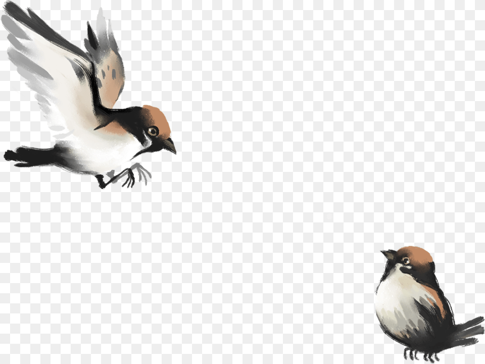 Drawing Wallpapers Iphone, Animal, Bird, Finch, Sparrow Free Png