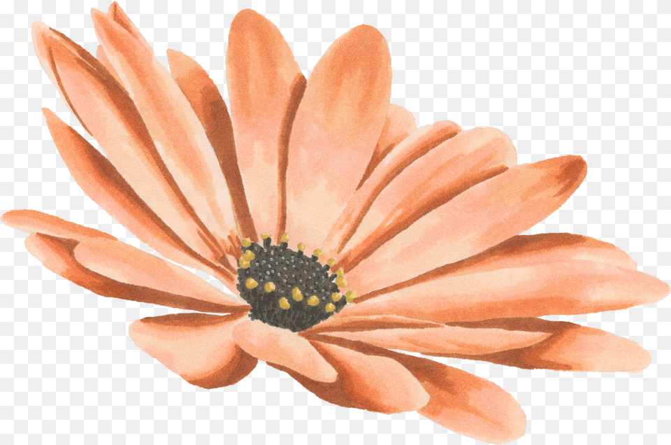 Drawing Watercolor Painting Transvaal Daisy Watercolor Daisy Flower, Anemone, Anther, Petal, Plant Png Image