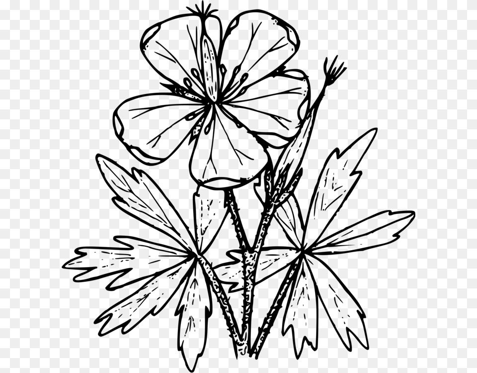 Drawing Wildflower Stencil Coloring Book, Gray Free Png Download